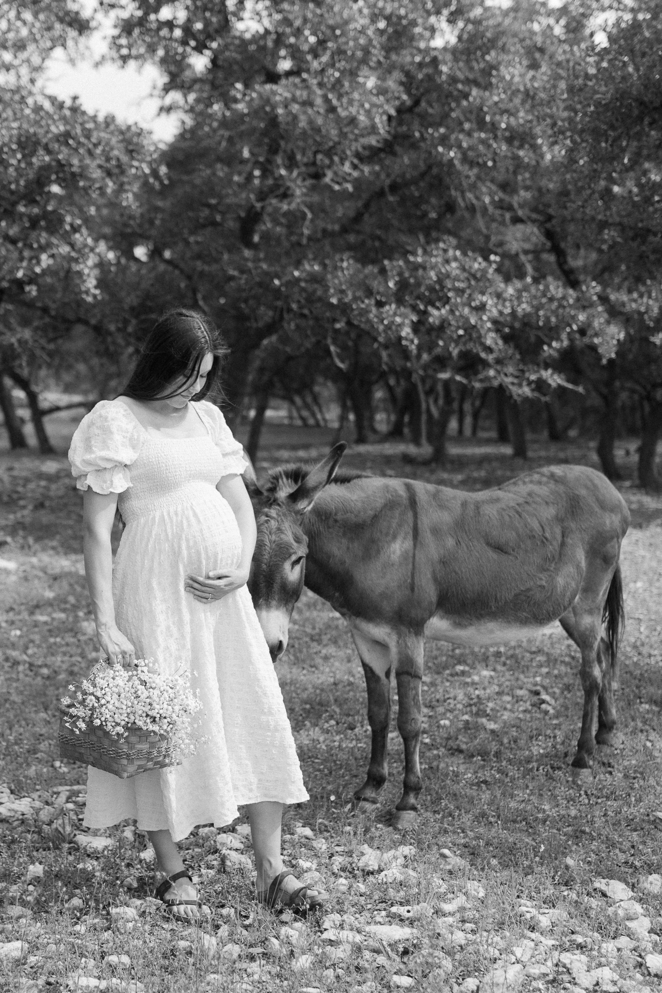 San Antonio Family Photographer: Maternity Photos in the field in Boerne, TX